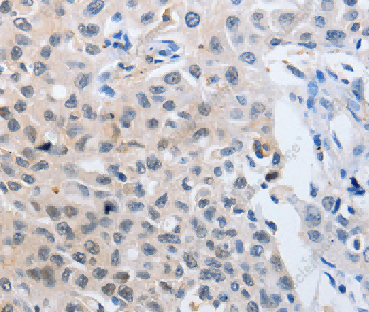 14-3-3 theta Polyclonal Antibody - 3