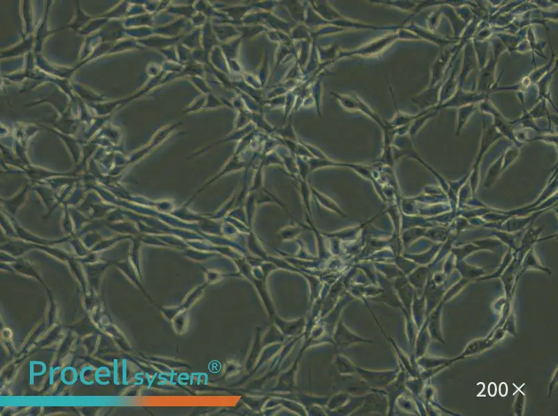 Psi2 DAP Cell Complete Medium - small - 6