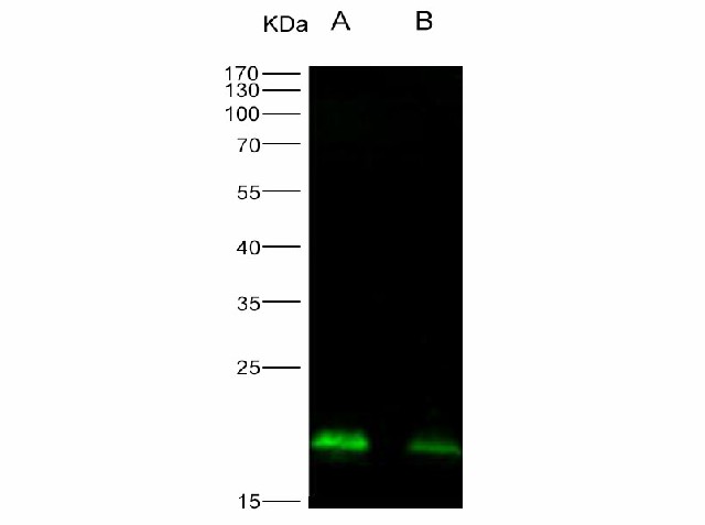 Western Blot analysis of Recombinant EBOV (Sudan ebolavirus, strain Gulu) Nucleoprotein / NP Protein (His Tag)(PKSV030168 with 30ng and 10ng) using Anti-Ebola virus EBOV(Sudan ebolavirus, strain Gulu) Nucleoprotein/NP Monoclonal Antibody at dilution of 1:1000.