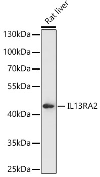 Western blot analysis of extracts of Rat liver using IL13RA2 Polyclonal Antibody at 1:1000 dilution.