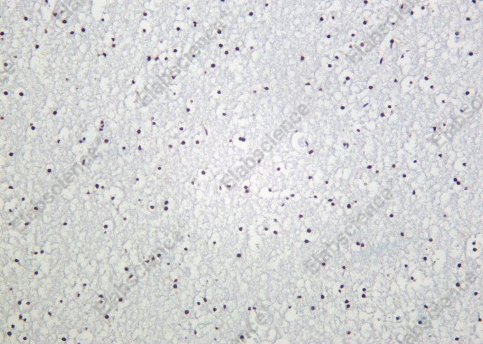 Recombinant Histone H3 (Tri Methyl Lys79) Monoclonal Antibody - 2