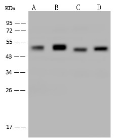 ENO2 Monoclonal Antibody - small - 3