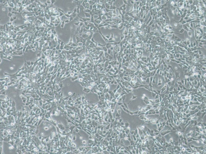 SK-N-DZ Cell Complete Medium-searchlist-1