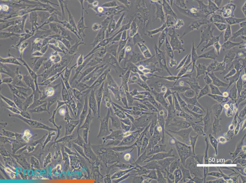 UMNSAH/DF-1 Cell Complete Medium - small - 5
