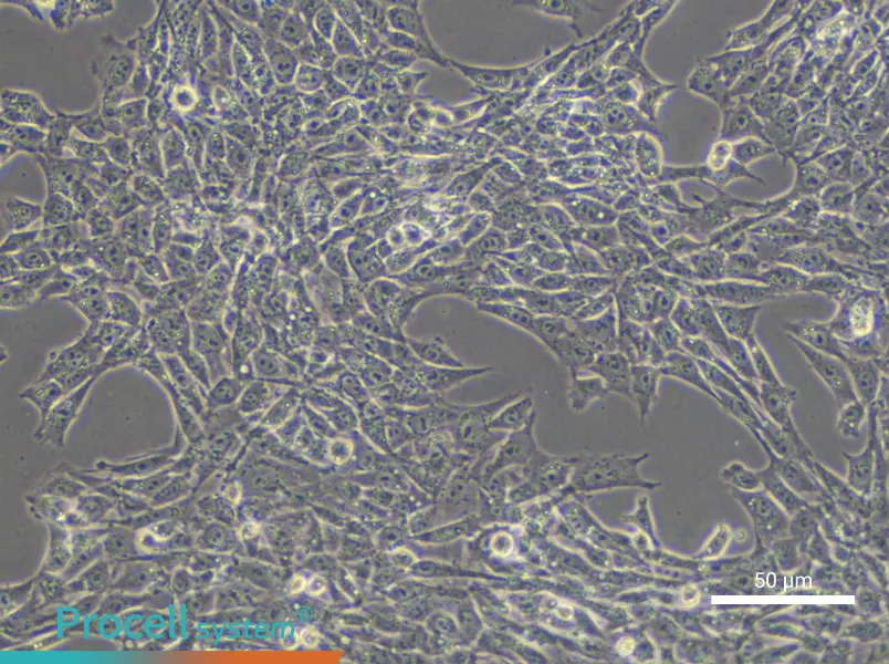 TM3 Cell Complete Medium - small - 4