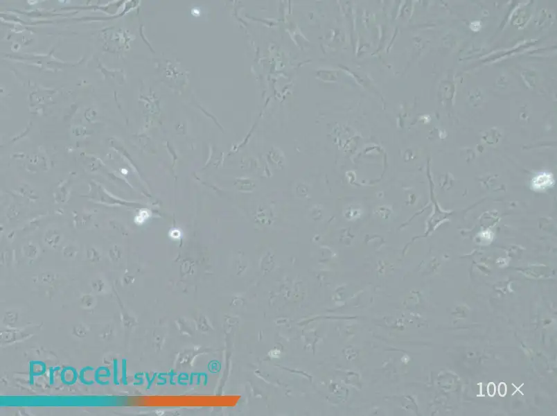 SRA01/04 Cell Complete Medium - 1