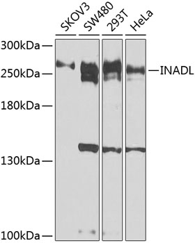 Western blot analysis of extracts of various cell lines using INADL Polyclonal Antibody at 1:1000 dilution.