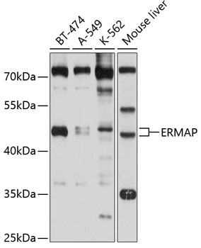 Western blot analysis of extracts of various cell lines using ERMAP Polyclonal Antibody at 1:1000 dilution.