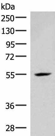 Western blot analysis of Mouse heart tissue lysate  using IRX4 Polyclonal Antibody at dilution of 1:400