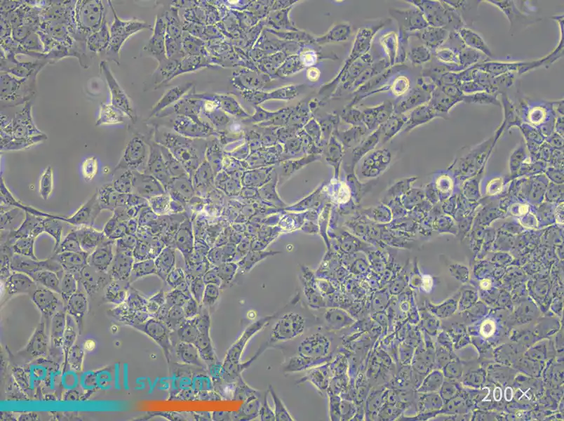 SV-HUC-1 Cell Complete Medium - small - 6