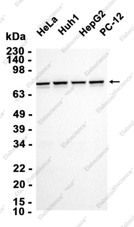 Recombinant TAF15 Monoclonal Antibody - 2