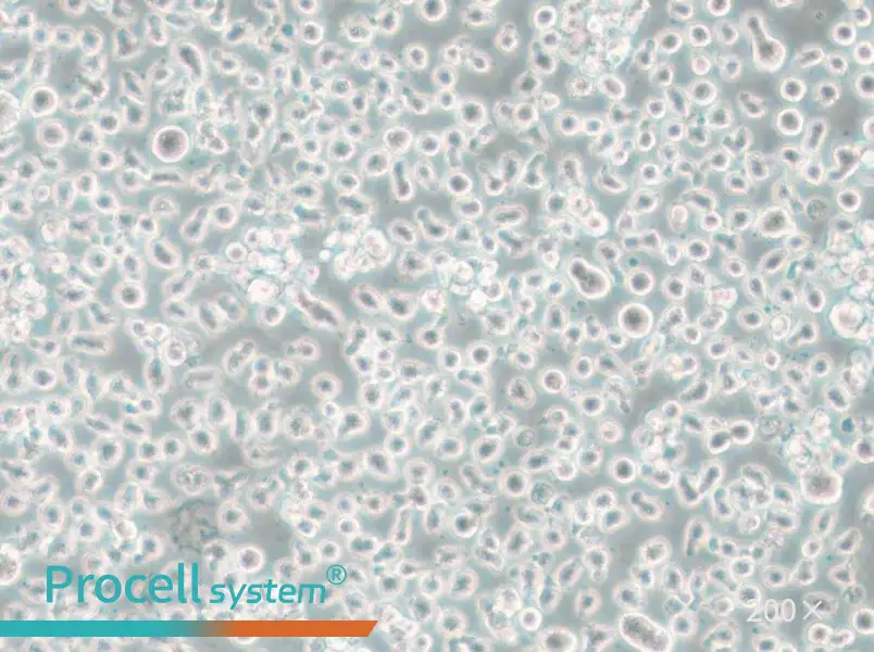 Mono-Mac-6 Cell Complete Medium - small - 4