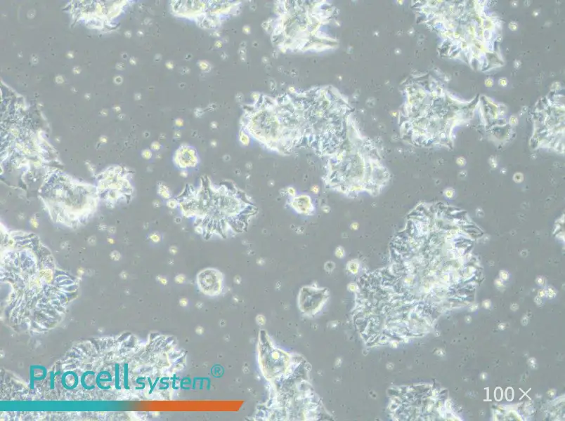 CCK-81 Cell Complete MediumCCK-81 Cell Complete Medium - 2