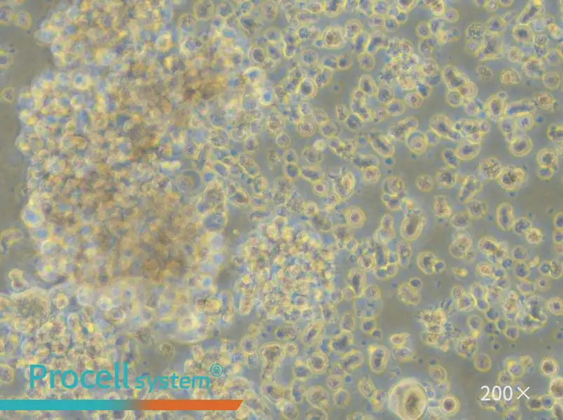 LCL 721.221 Cell Complete Medium - small - 4