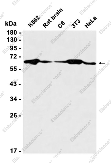 Recombinant IMP3 Monoclonal Antibody - 1