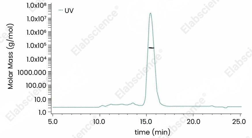 Recombinant Human HER2/ErbB2 Protein (His Tag) - 2