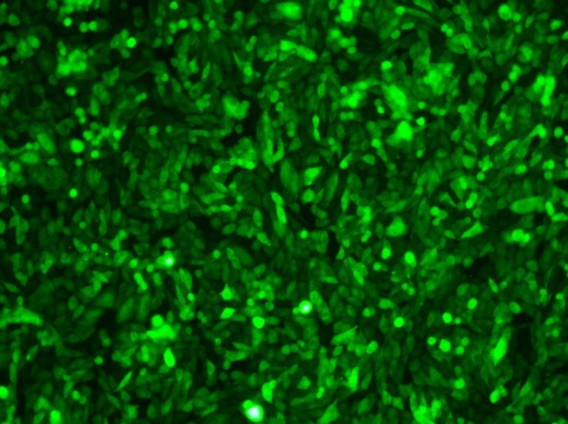 CHO-K1-GFP Cell Complete Medium - 3