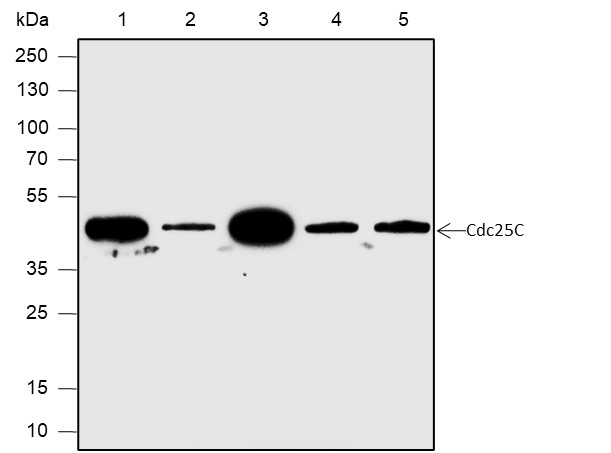 Recombinant Cdc25C Monoclonal Antibody-searchlist-1
