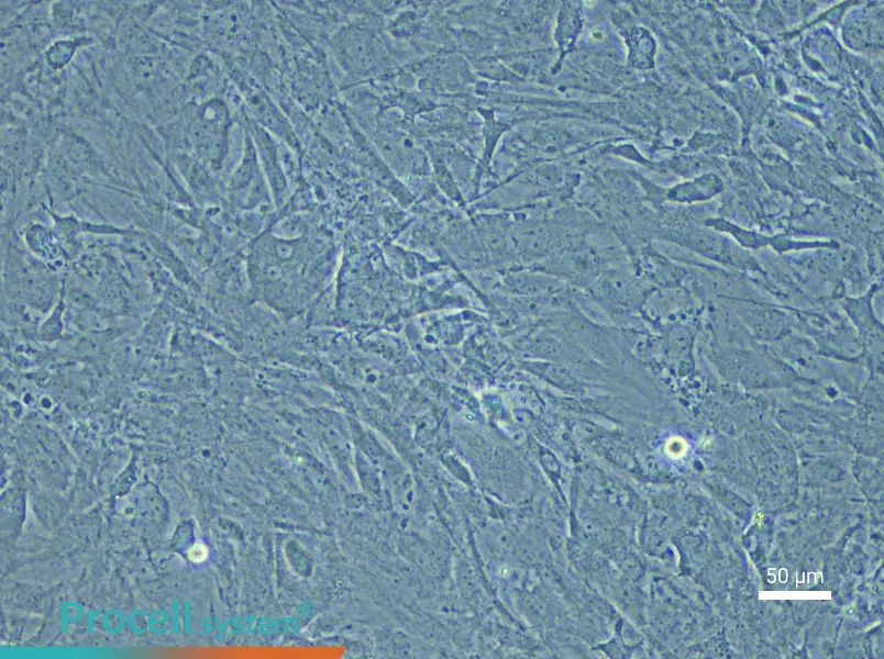 Mouse Meningeal Cell Complete Medium - 5