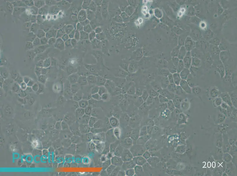 A-253 Cell Complete Medium - 4