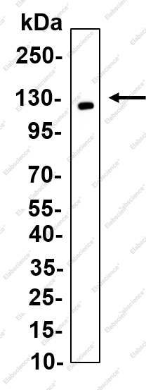 Recombinant CD11c Monoclonal Antibody - 1