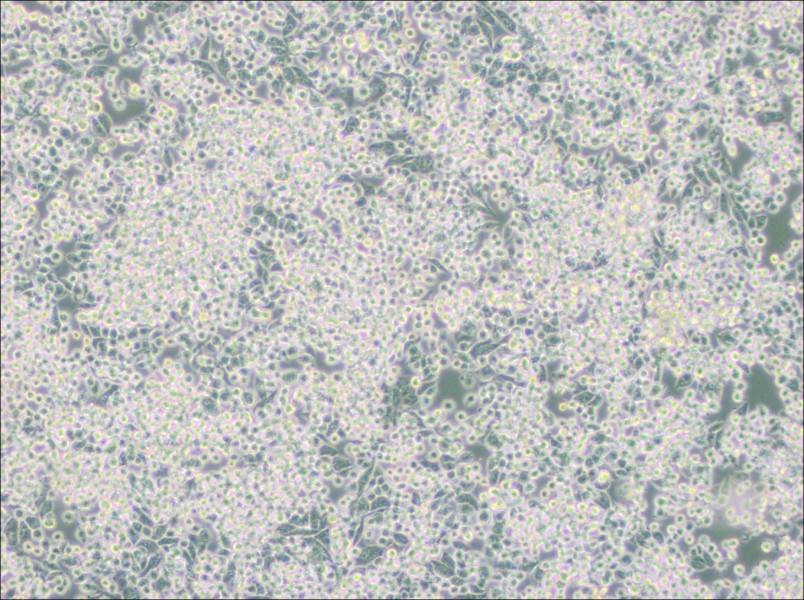 MIA PaCa-2 Cell Complete Medium - 3