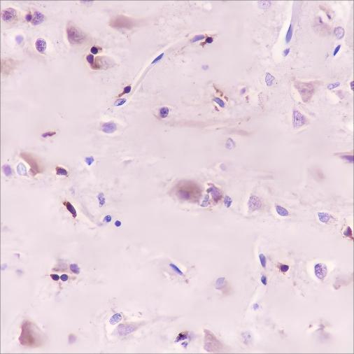 Recombinant WWOX Monoclonal Antibody - 3