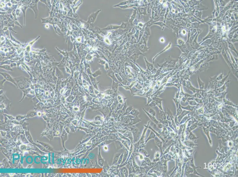 Bewo Cell Complete Medium - 2