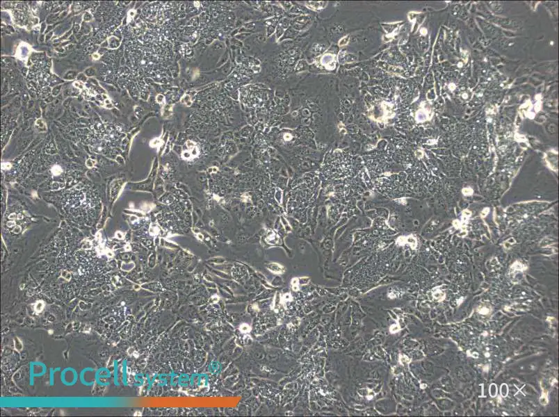 CL-11 Cell Complete Medium - 1
