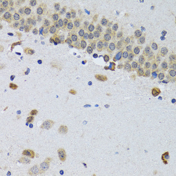 Immunohistochemistry of paraffin-embedded Mouse brain using CIRBP Polyclonal Antibody at dilution of 1:100 (40x lens).