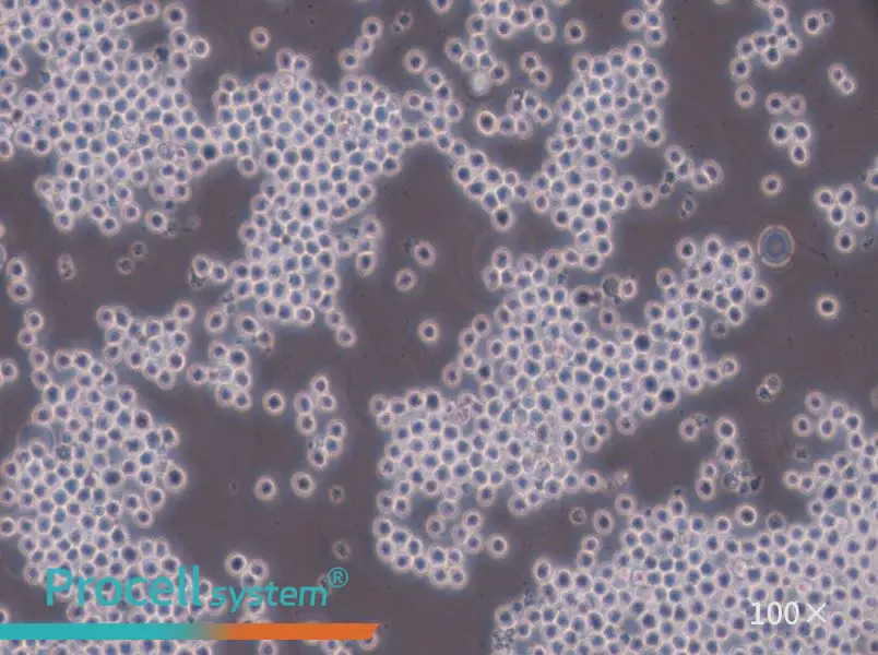 Sp2/0-Ag14[SP2/0] Cell Complete Medium - 2