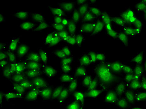 Immunofluorescence analysis of MCF7 cells using NR2C1 Polyclonal Antibody