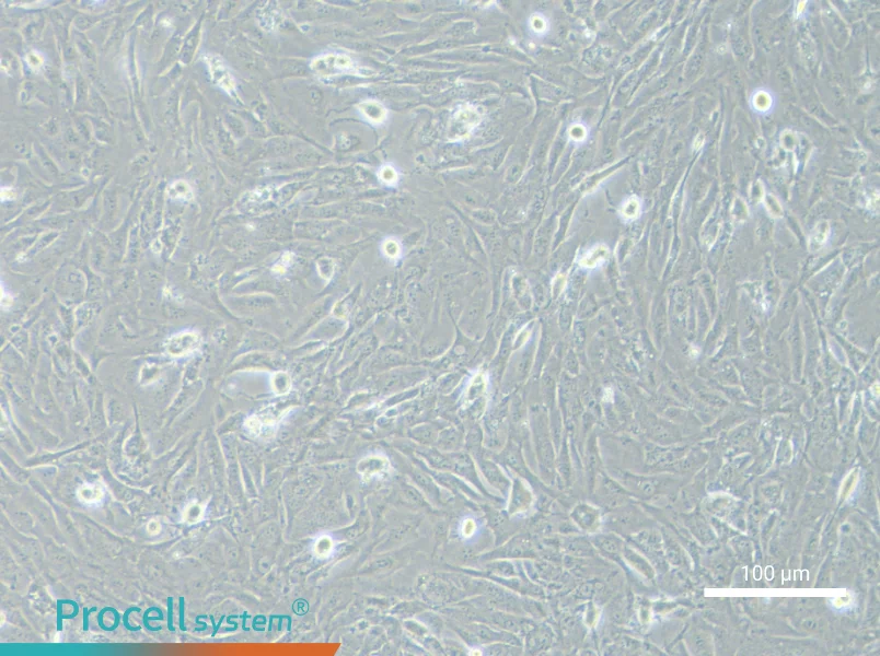 SNU-423 Cell Complete MediumSNU-423 Cell Complete Medium - 3