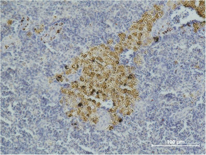 Immunohistochemistry of paraffin-embedded Mouse spleen tissue with CASP8 Monoclonal Antibody