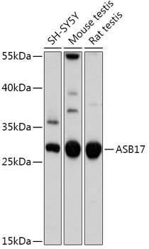 Western blot analysis of extracts of various cell lines using ASB17 Polyclonal Antibody at 1:1000 dilution.