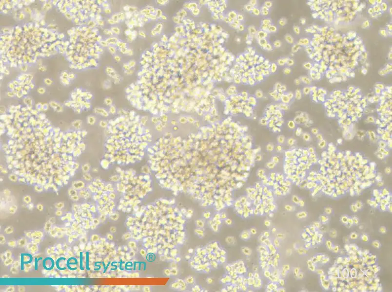 LCL 721.221 Cell Complete Medium - 1