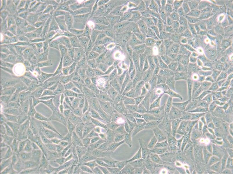 9L/lacZ Cell Complete Medium - 5