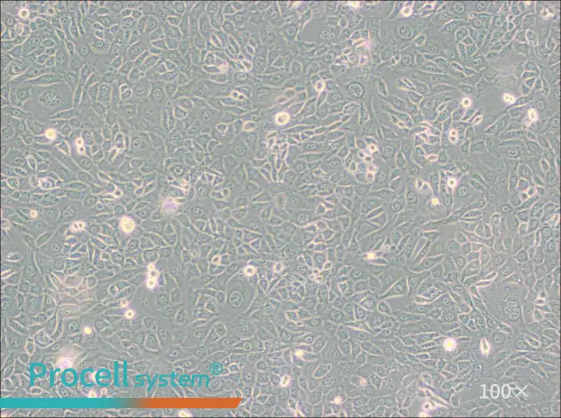 EMT6 [EMT-6] Cell Complete Medium - 1