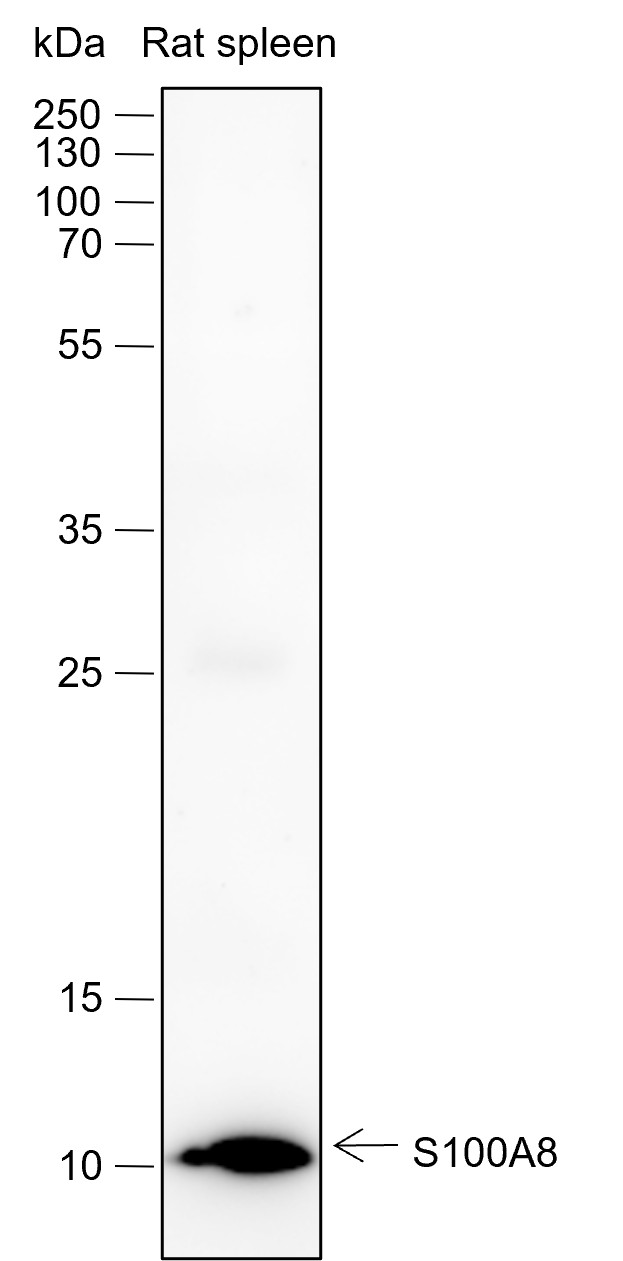 Recombinant S100A8 Monoclonal Antibody-searchlist-1