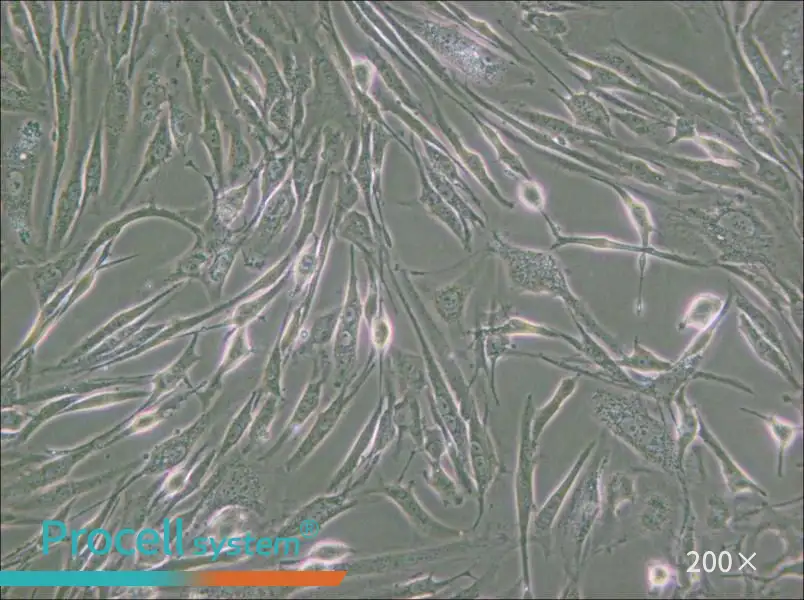 8305C Cell Complete Medium - 4