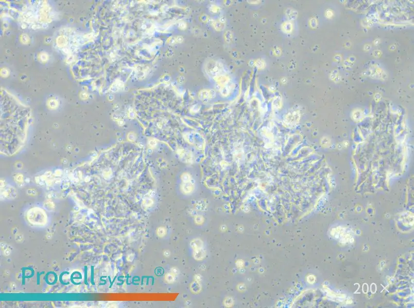 CCK-81 Cell Complete Medium - 4