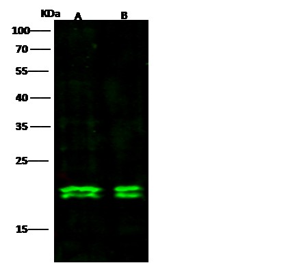 Recombinant MAX/MYC associated factor X Monoclonal Antibody - small - 4