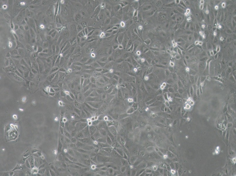 Panc 03.27 Cell Complete MediumPanc 03.27 Cell Complete Medium - 3