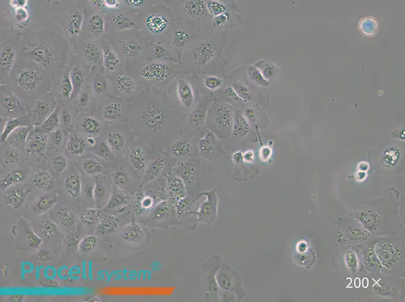 NCI-H1650 Cell Complete Medium - small - 6