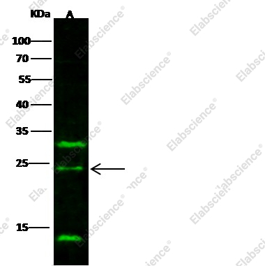 IL-32 alpha/IL32A Monoclonal Antibody - 1