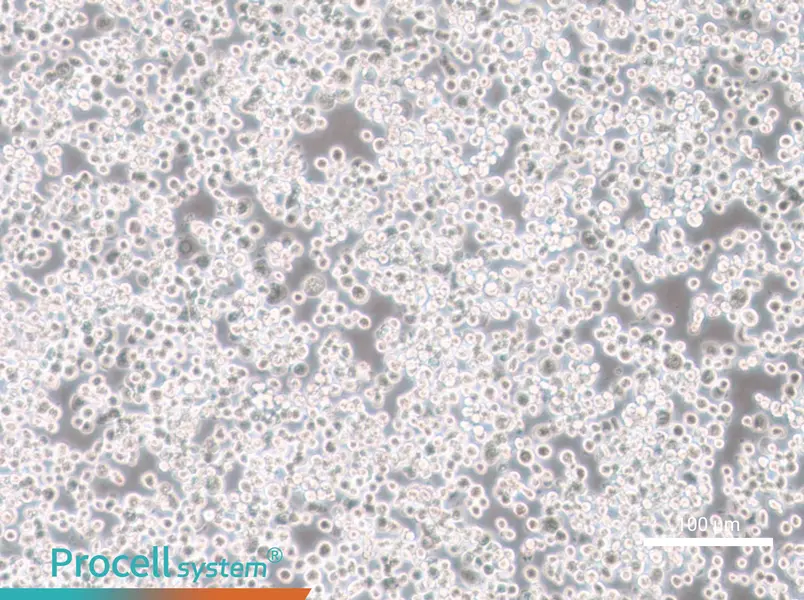 Sf21 Cell Complete MediumSf21 Cell Complete Medium - 2