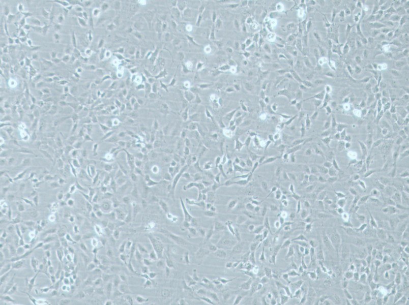 HMEC-1 Cell Complete MediumHMEC-1 Cell Complete Medium - 2