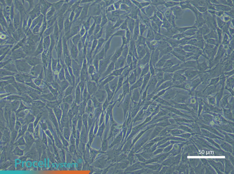 Rat Synovial Mesenchymal Stem Cell Complete Medium - 6