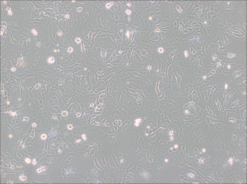 NCI-H1568 [H1568] Cell Complete Medium - 2