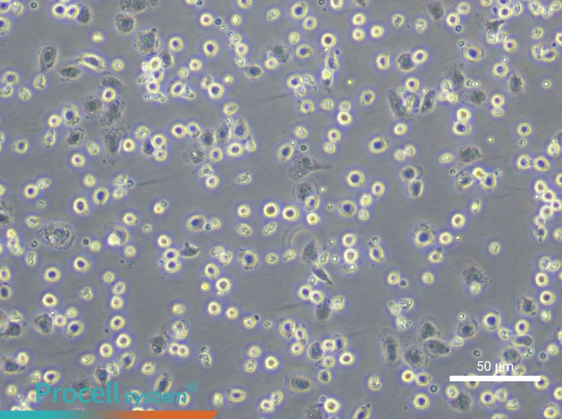 Rat Peripheral Blood Monocyte Complete Medium - 5